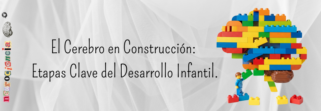 El Cerebro en Construcción: Etapas Clave del Desarrollo Infantil.