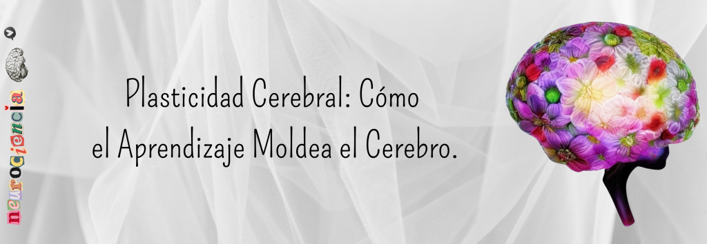 Plasticidad cerebral: Cómo el aprendizaje moldea el cerebro